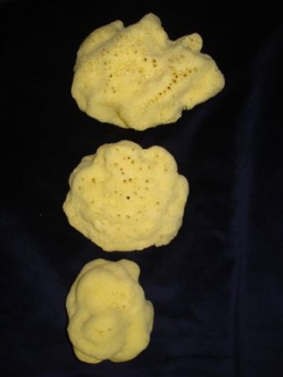 Sea sponges 