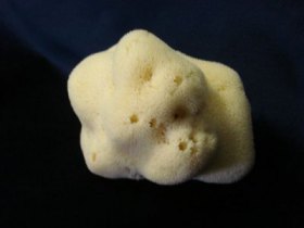 Sea sponges , foto 3