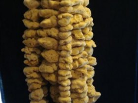 Sea sponges , foto 4