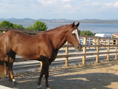 Horseback riding - Vrana