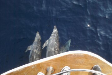 Sailing with dolphins + island Vrgada, foto 16