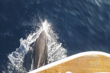 Sailing with dolphins + island Vrgada, foto 15